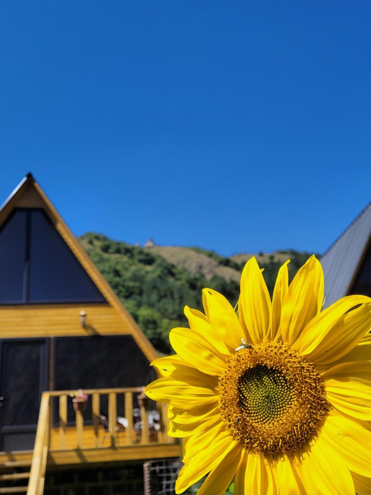 Pine Chalet Kazbegi ภายนอก รูปภาพ