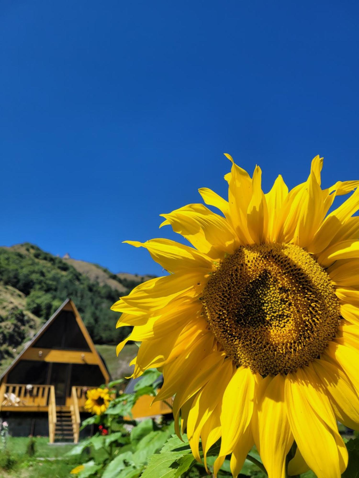Pine Chalet Kazbegi ภายนอก รูปภาพ
